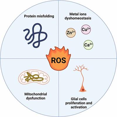 Deconvoluting the Complexity of Reactive Oxygen Species (ROS) in Neurodegenerative Diseases